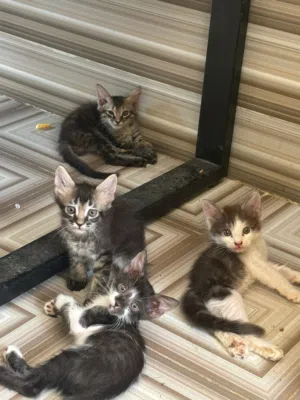 قطط مهجنه للبيع عمر شهرين