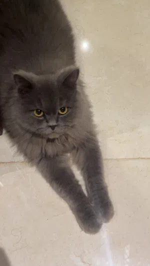قط مكس شيرازي + British short hair