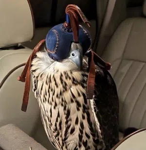 ريان الدوسري 