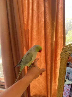 ببغاء  ذكر دره متكلم بوضوح انتاج مزرعه محجل  الطير عباره عن لعبه