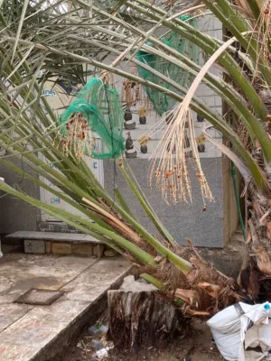 فرخ برحيه جبير السنه حمل 3 عثوك عمره سنتين رايدينه