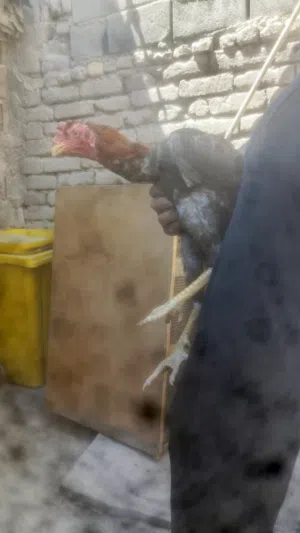 ديج مخلف هراتي عمره 7 اشهر ونص توه يعوعي الطير بتخريجته انطك بجنحه اتاذه الطير للبيع لو مراوس بعرب