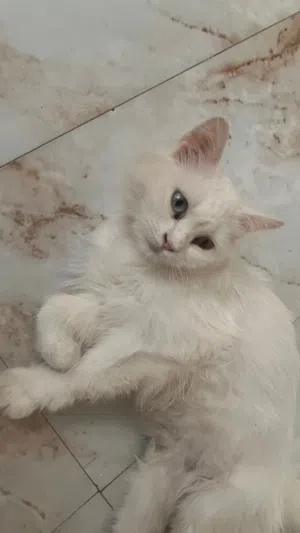سنوره شيرازيه كل عين لون