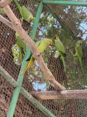 ازواج ببغاء الدره منتجه + فروخ للغر