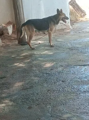نتاية جيرمن شورت هير