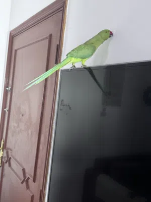 Indian parrot  with cage and foods for sale