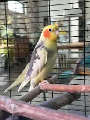 cocktail Pair for sale79.80.call.8961