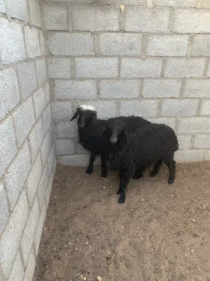 البيع كبش وجعده