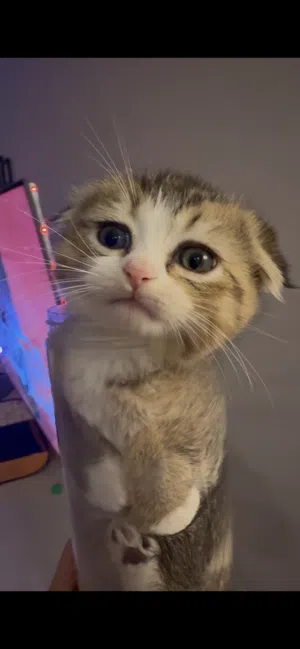 برتش انغورا