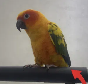 Friendly Sun Conure – Around 1 Year Old ببغاء صن كونيور أليف – عمره حوالي سنة