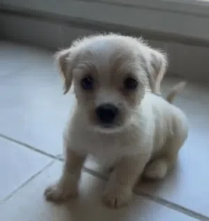 Havanese puppy