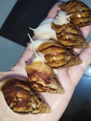 حلزون افريقي مصدر الكولاجين الطبيعي للبشره