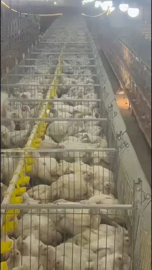 شريك وممول للدجاج اللحم