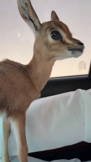 غزال انثى الدماني