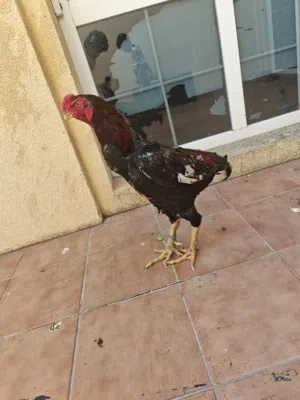 ديك الماني شامو ضخم