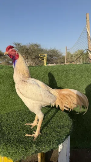 للبيع ديك باكستاني ديك بورمي ديك تايلندي