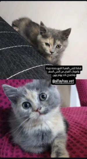 قطط للتبني
