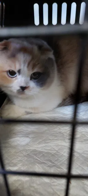 قطه منزليه