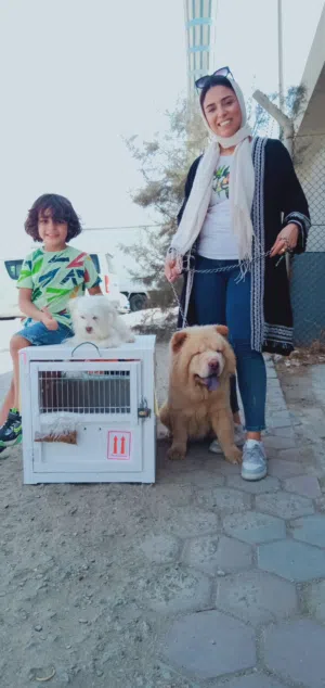 puppies golden retriever