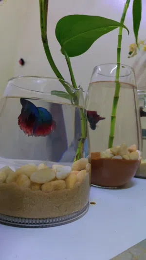 أسماك البيتا المقاتلة مع الأوعية والزينة  Betta Fighter Fishes With Bowls and Decorations