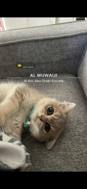 قط ذكر للبيع فصيله سكوتش فولد