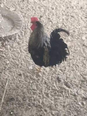 دجاج للبيع كما موضح
