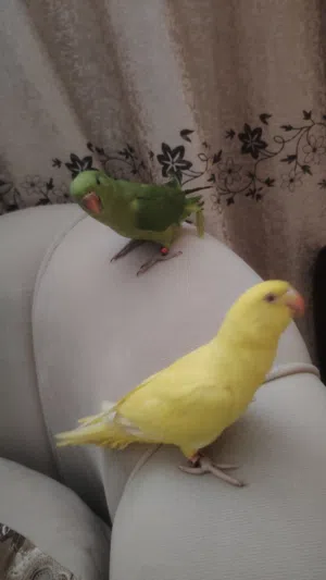 حبتين دره اليف جدا