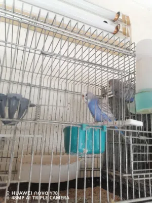 طيور حب دن فالو للبيع او للبدل بلدي وكورك وهوقو سبلتات كلير