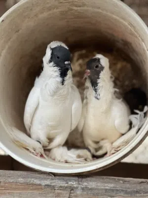 زوج نيجرو بيور