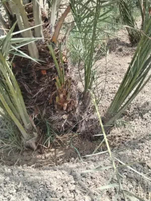 فسائل نخيل ساير