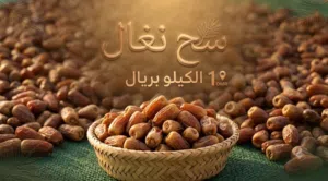 تمر نغال للبيع