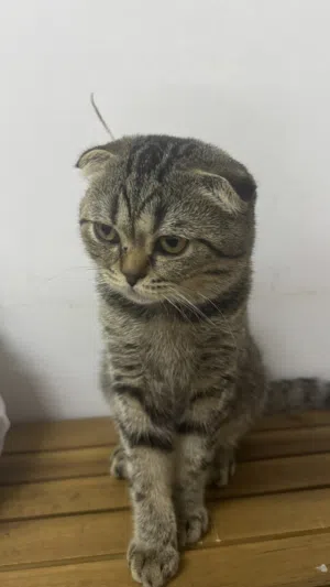 كيتين سكوتش فولد للبيع