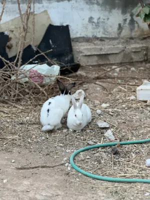 سبع اناثي وذكر للبيع