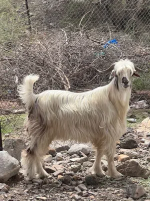 للبيع تيس فحل من حلال بني سعيد