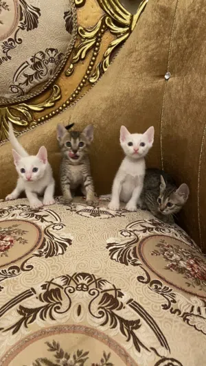 قطط كتن صغيرة ذكور للتبني Male kittens for adoption