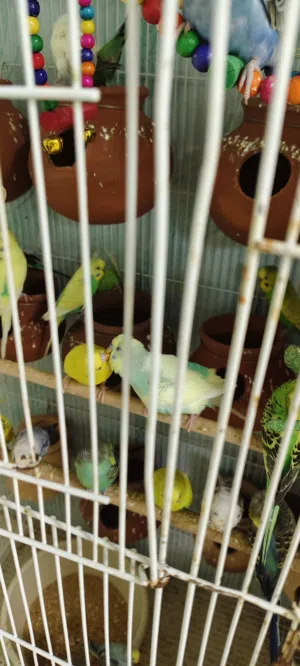 budgies breeding pair
