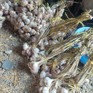 متوفر ثووم عماني بدون كيماويات