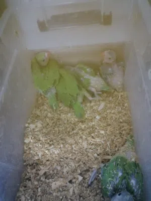 فروخ بغبغاء الدره