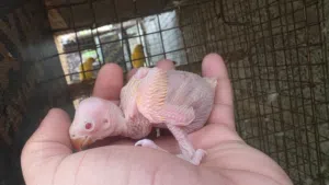 بيع فروخ الدرة الاصفر والنيبالي