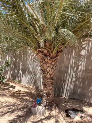 أشجار النخيل الممتازة للبيع