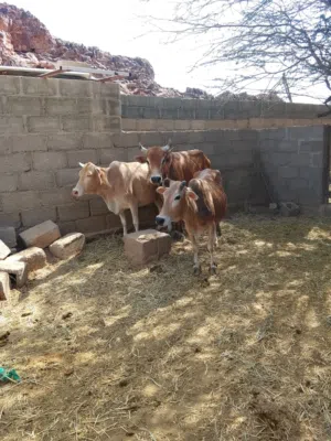 مجموعة أبقار محليات