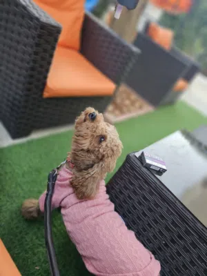 toy poodle