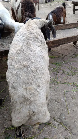 Sheep4