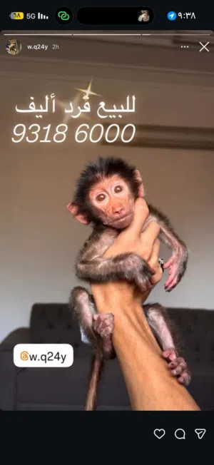 قرد اليف للبيع