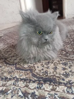 قطه سكوتش اليفه للبيع