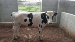 للبيع عجل  سمين إنتاج محلي