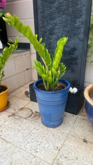 Beautiful various plants