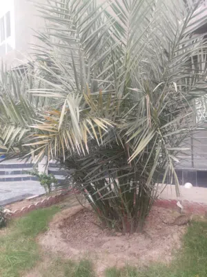 فسائل افراخ نخلة برحي مال ابو الخصيب