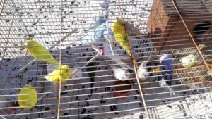 17 طير بيع جمله فيهن 4 اناتي والباقي دكوره