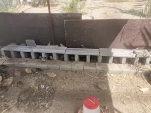 للبيع سمان